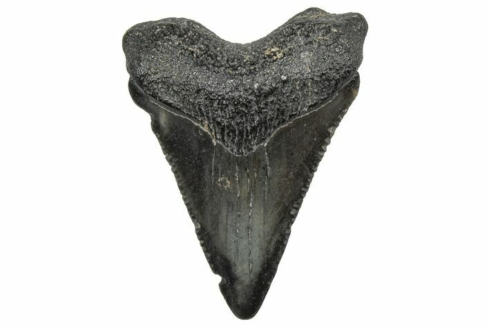 Serrated, Juvenile Megalodon Tooth - South Carolina #298764